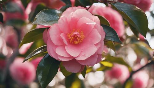 A vibrant camellia tree blossoming vividly in the midsummer's afternoon.