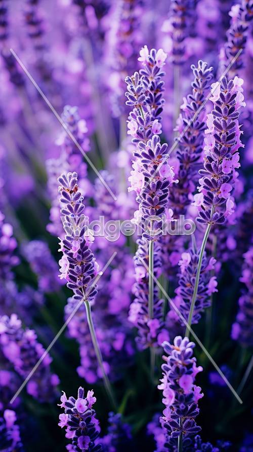 Purple Lavender Fields in Bloom