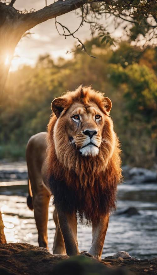 Un león rojo mirando majestuosamente a lo lejos junto a un río fresco al amanecer