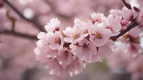 盛开的樱花树枝上，花瓣上织有“他造万物，各按其时，成为美好”的字样。