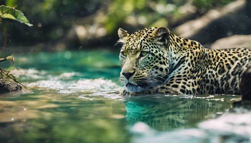 A majestic green leopard drinking water from a crystal-clear blue river. Tapéta [573c593db1e64486ae3a]