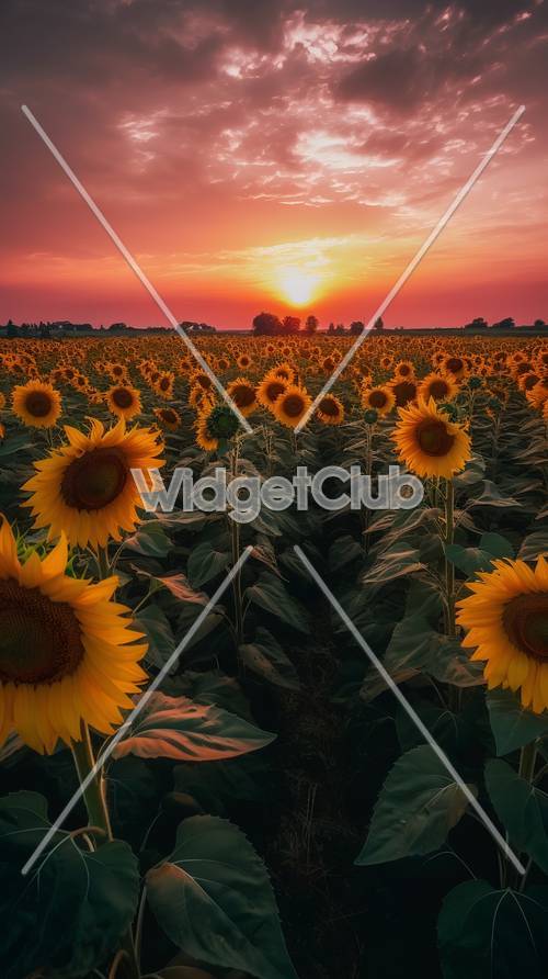 Sunrise Over a Field of Sunflowers