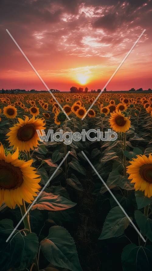 Sunrise Over a Field of Sunflowers Taustakuva [0deec55b8b4b4992a41b]