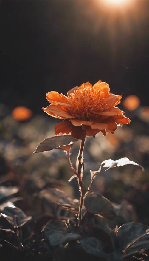 &#39;태양의 죽음&#39;은 가장자리가 빛나는 주황색으로 어둠 속에 감춰진 꽃입니다.