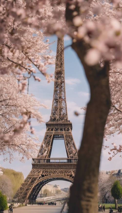 A peaceful, warm spring day in Paris, France with the Eiffel Tower overlooking blooming cherry blossom trees.