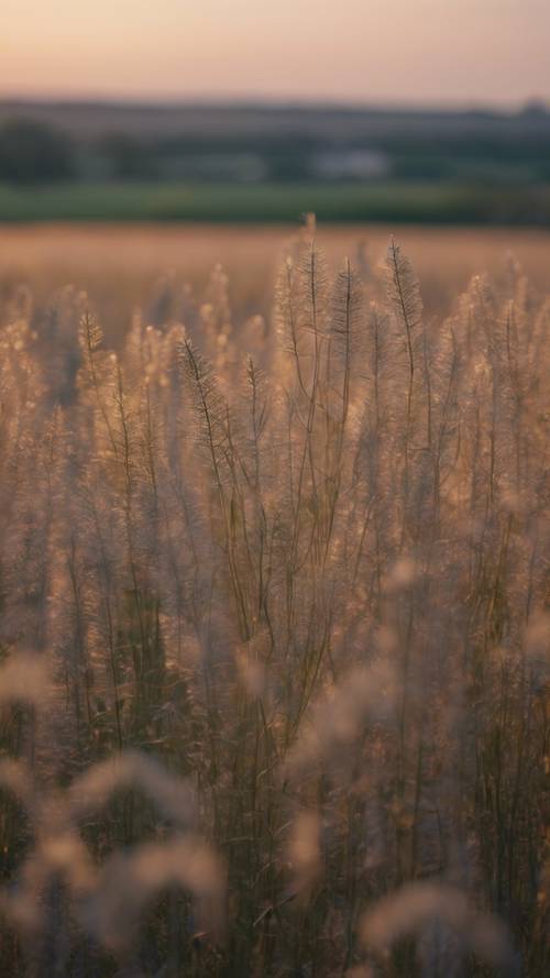 Une vue panoramique d&#39;un vaste champ de plants de lin au crépuscule, source du tissu de lin.