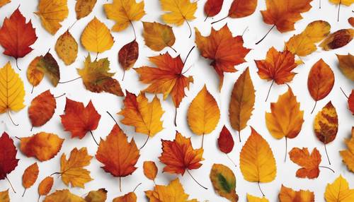 Pattern of colorful autumn leaves scattered randomly Tapet [e09915e120cd4a07a18e]