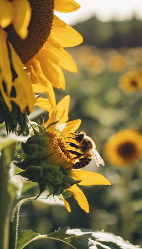 A honey bee collecting nectar from a sunflower.