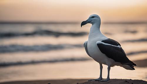 Una imagen estilo retrato de mascota de un albatros blanco y negro que mira majestuosamente hacia el horizonte mientras se encuentra en una playa durante la puesta de sol.