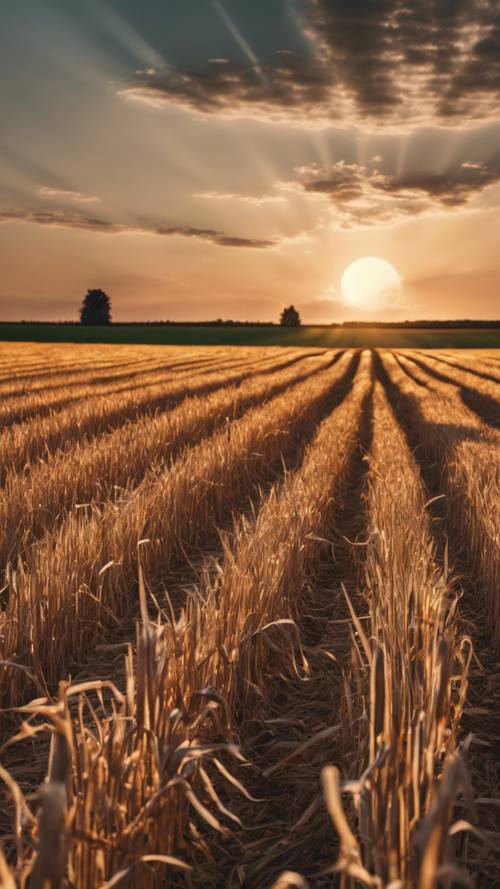 収穫された作物が横一列にならぶ野原に、長い影を落とす壮大な夕日の景色簡単な壁紙