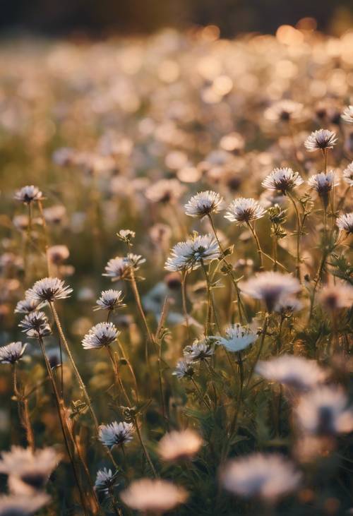 A field of metallic wildflowers in an alpine meadow during sunrise. کاغذ دیواری [ab44e392752f4b8282df]