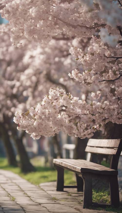 Một chiếc ghế gỗ màu xám phong hóa dưới gốc cây anh đào đang nở hoa.