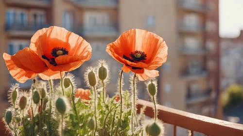 Tiga bunga poppy dalam berbagai tahap mekar dalam pot terakota di balkon yang cerah.