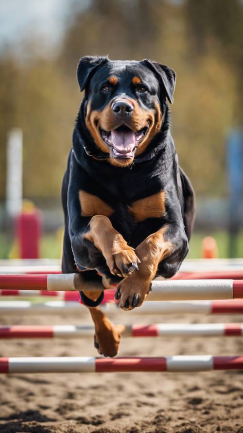 A proud rotweiler running through an agility course with intense concentration. Tapeta [9787b8cc035d4b588c0f]