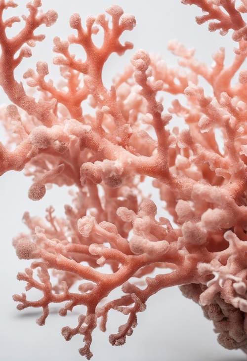 Вид сверху на нежно-розовый коралл, разветвляющийся на белом фоне.