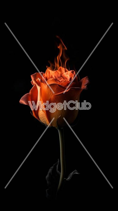 Flaming Rose on Dark Background