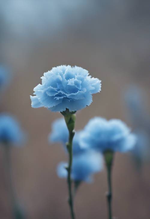 微小的蓝色康乃馨花蕾准备在春天绽放。