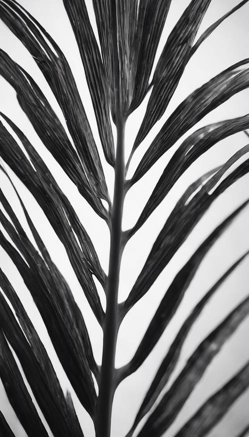 Gambar urat daun palem berwarna hitam putih dengan fokus lembut.