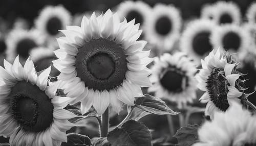 Obraz ogrodu słoneczników, w którym każdy kwiat ma różne odcienie szarości, czerni i bieli.