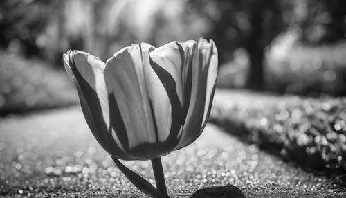 Una vista fotográfica en blanco y negro de un tulipán solitario inclinado sobre un camino, moteado por la luz del sol, en un clásico jardín holandés.