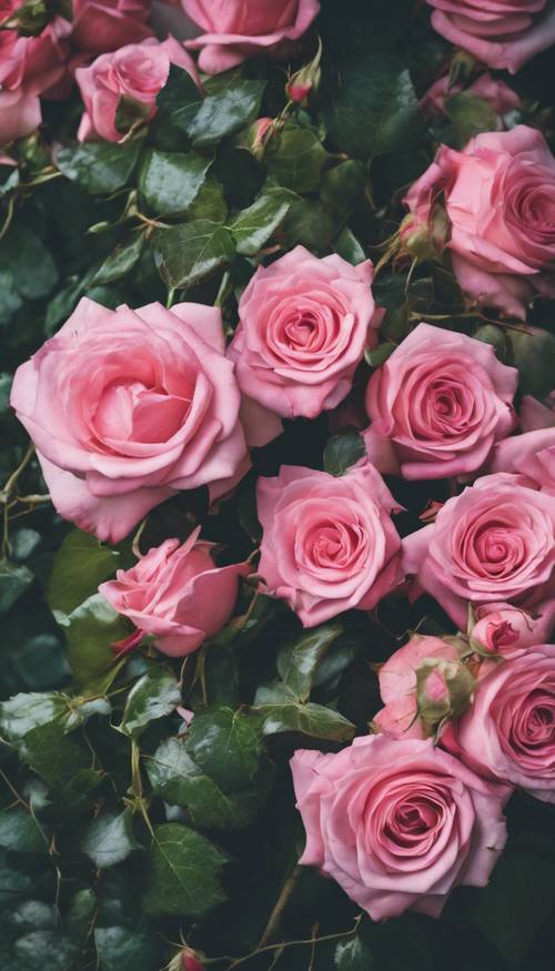 Bukiety żywych różowych róż pośród powiewających kokardek z bluszczu, tworzą romantyczny wzór w stylu vintage.