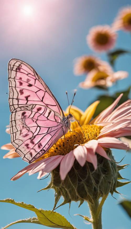 Ein zartrosa Schmetterling mit komplizierten Mustern auf den Flügeln, der auf einer blühenden Sonnenblume vor dem Hintergrund eines klaren blauen Himmels sitzt.