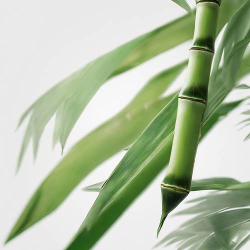 Pojedyncza zielona łodyga bambusa, stojąca wysoko na białym tle.