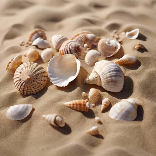 Soğuk bej kumda çeşitli boyutlarda deniz kabuklarından oluşan bir aranjman.