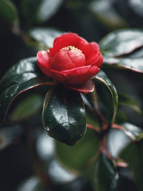 A delicate red camellia bud, nestled among shiny dark green leaves, about to bloom.