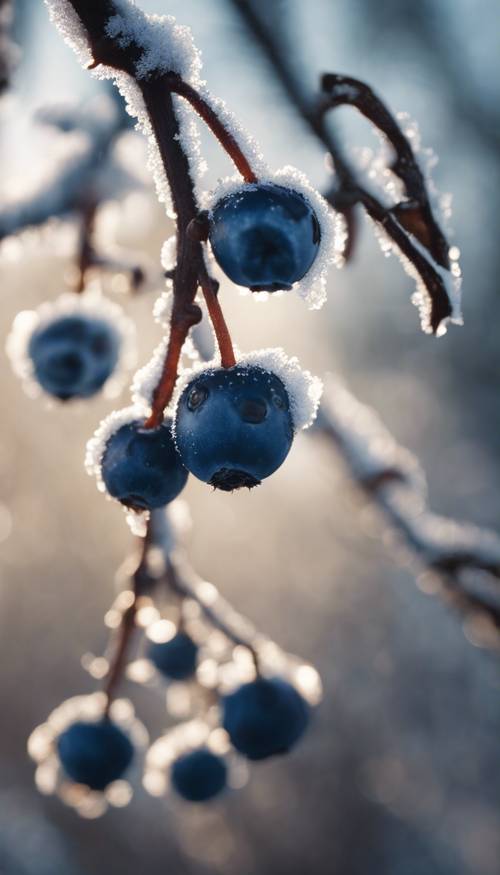 Dark blue berries hanging in the frosty morning light Wallpaper [fa8142a58f1a4a86a1de]