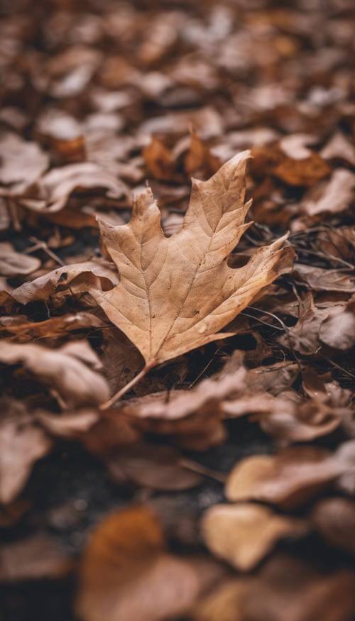 ใบไม้ร่วงสีน้ำตาลพาสเทลวางอยู่บนพื้น