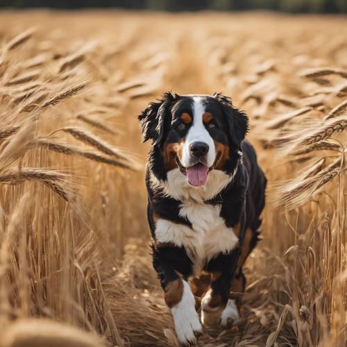An adult Bernese mountain dog playing catch in a sun-drenched wheat field.