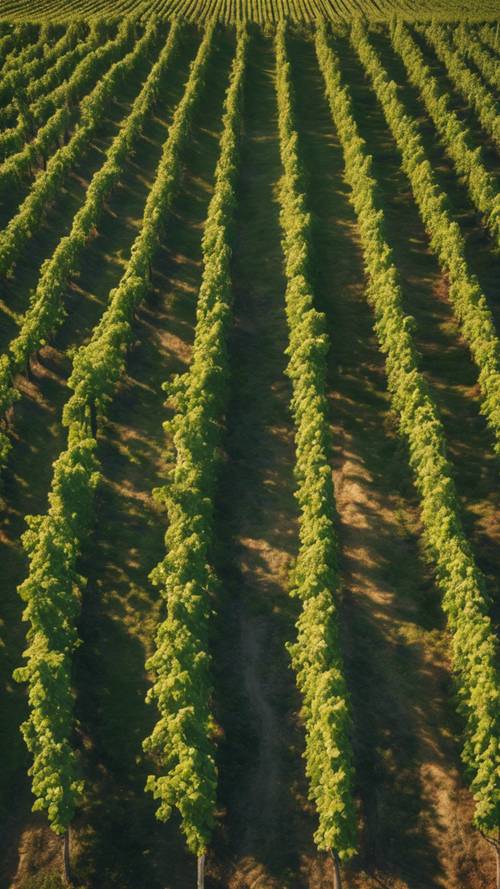 An aerial view of the beautiful, green vineyards in the French countryside engulfed in the glow of the setting sun.