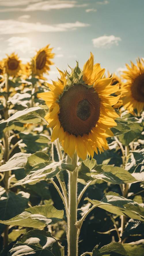 A field full of sunflowers under the bright midday sun, their heads all turned toward the light. Tapet [c568fa2b286b4163bddc]