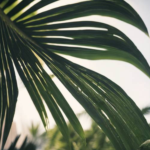 Verwelkte grüne Palmblätter hängen in der trägen Nachmittagshitze herab.