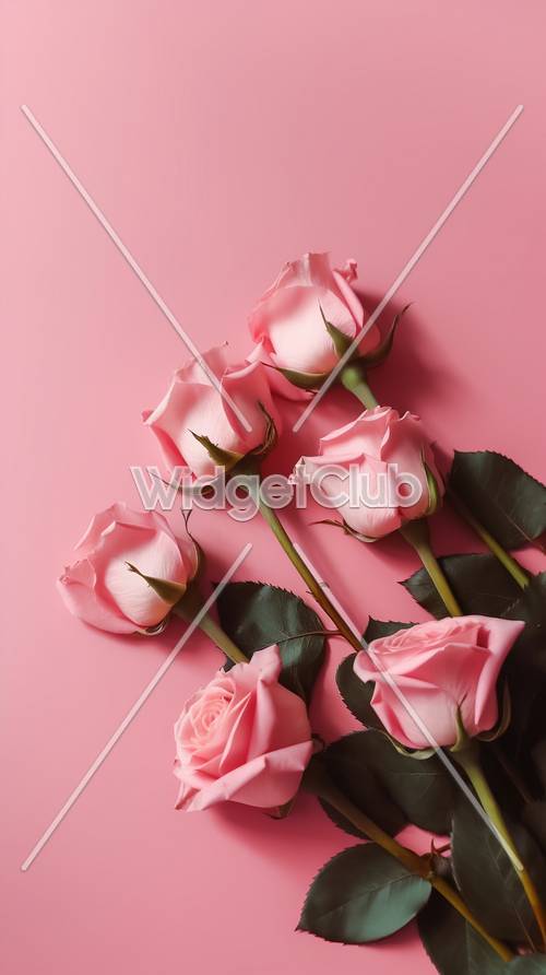 Красивые розовые розы на нежно-розовом фоне