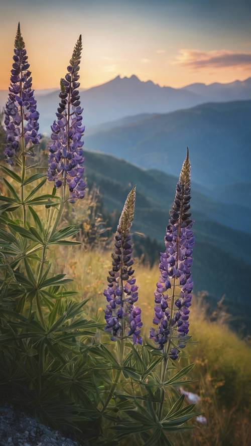 A notable scene of a black lupine bloom against a panoramic mountainous backdrop. Tapet [95246a43b6c44653a764]