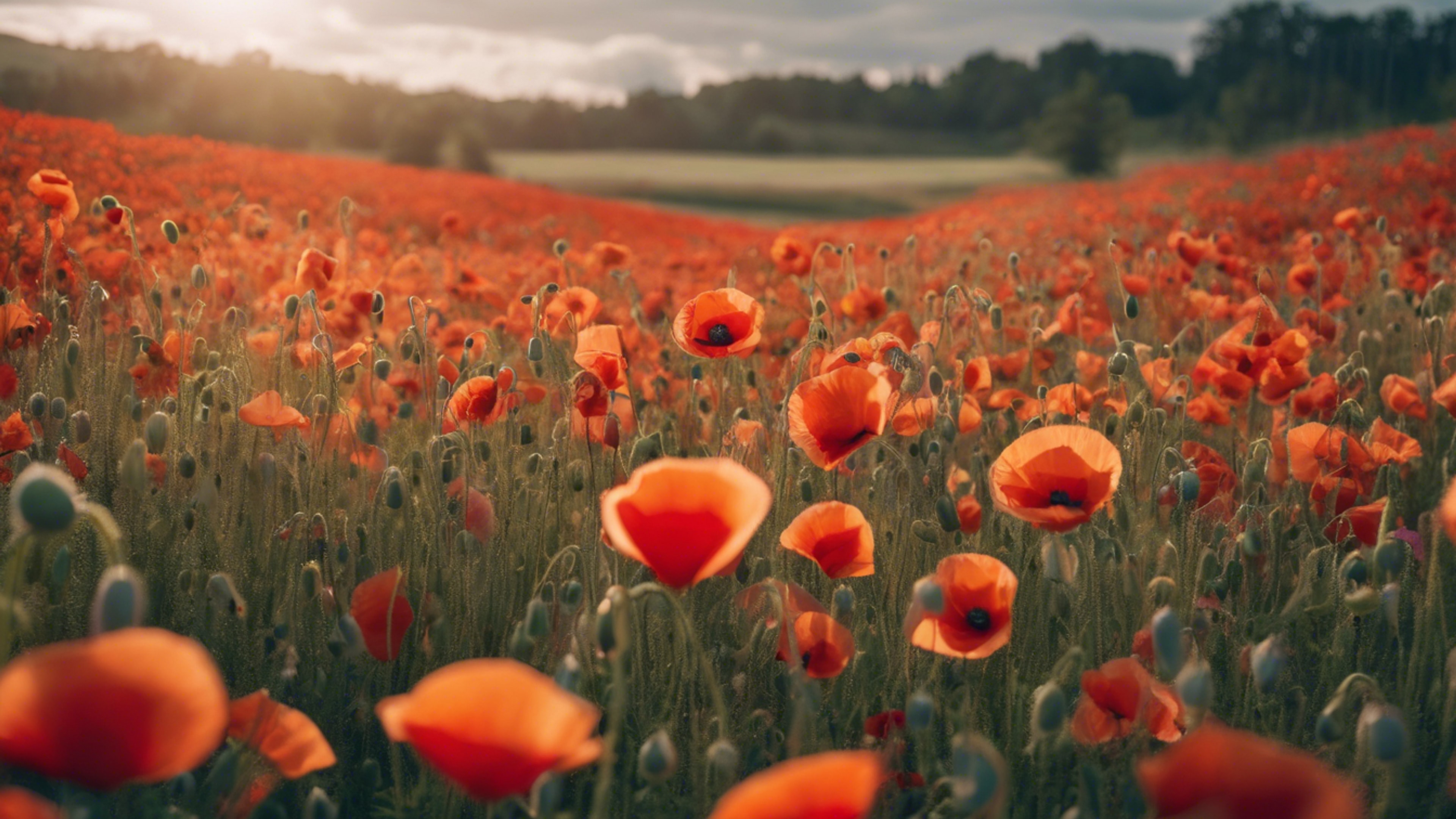 A poppy field with a vibrant rainbow arching over it after a light shower. Wallpaper[9394a4bef51449299ecc]