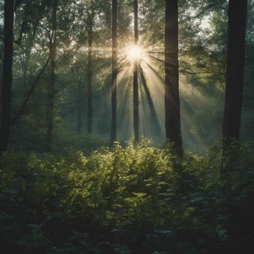 Мистический лес мятлика в сумерках, с лучами солнечного света, проникающими сквозь густую листву. Обои [3eb34742410a440fad80]
