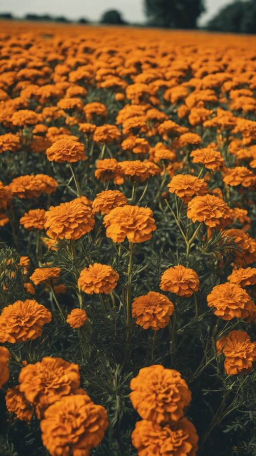 An abstract geometric pattern of marigold flowers on a pasture.