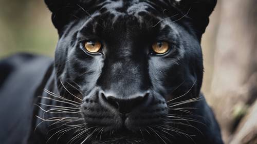 Close-up shot of a powerful black leopard, eyes full of determination.