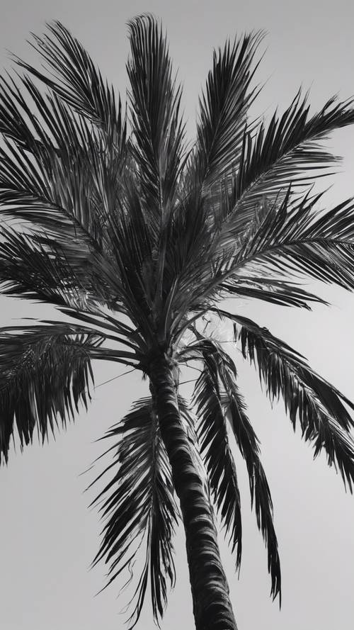 Uma foto artística das folhas de uma palmeira, com detalhes enfatizados em preto e branco.