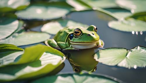 Seekor katak hijau zamrud duduk di atas daun teratai di kolam yang tenang dan diterangi matahari.