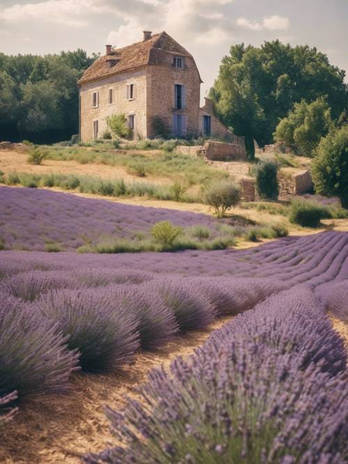 Klassische französische Landschaft mit einem Bauernhaus aus Stein und Reihen von Lavendel.