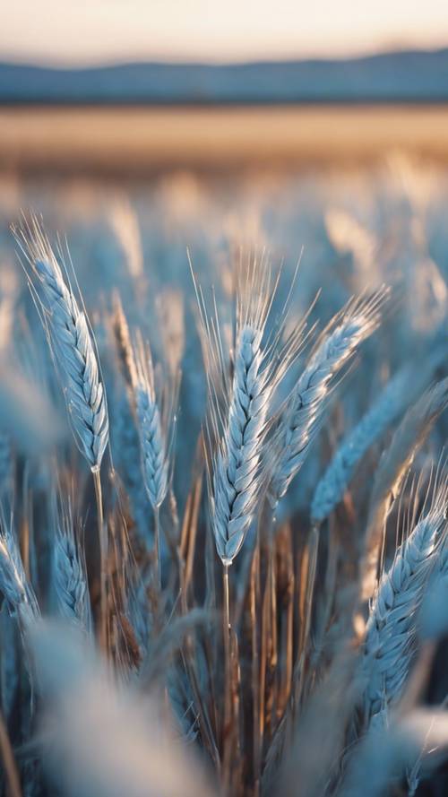 A tranquil ice-blue wheat plain at the break of day.