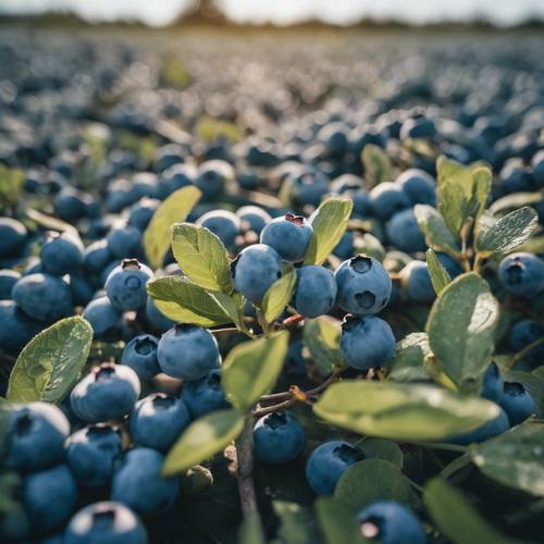 A field of blueberries under a clear summer sky