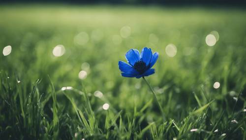 Pojedynczy czarno-niebieski kwiat rosnący wśród pola zielonej trawy.