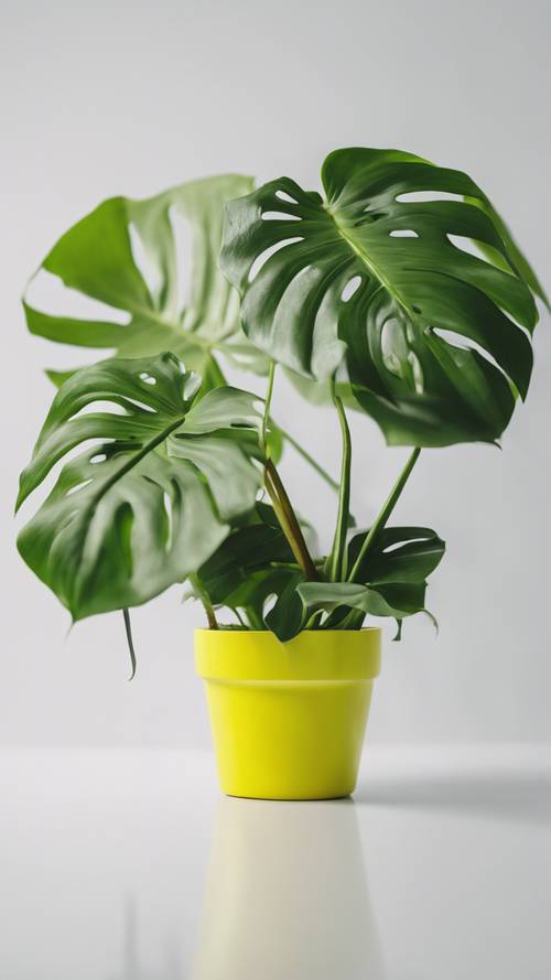 A healthy monstera plant in an eclectic neon yellow pot against a crisp white background.