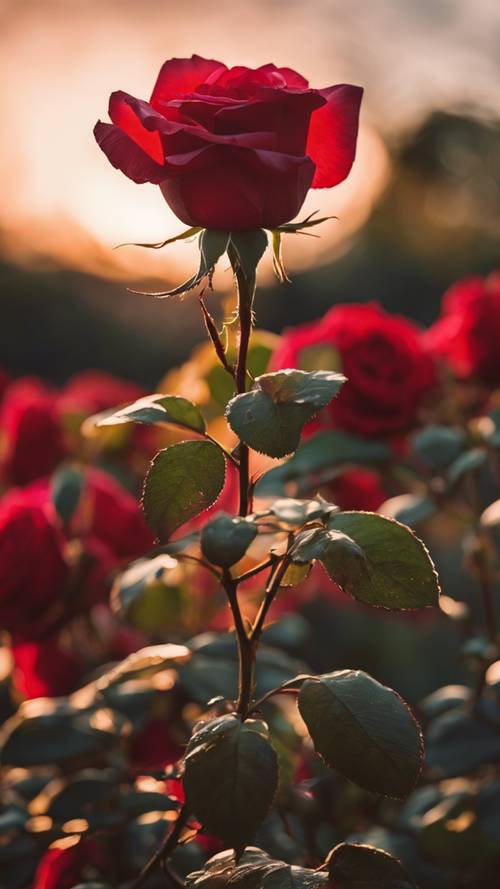 A vibrant crimson rose in full bloom, illuminated by the soft glow of a setting sun. Tapet [b919a99b010e4551864f]