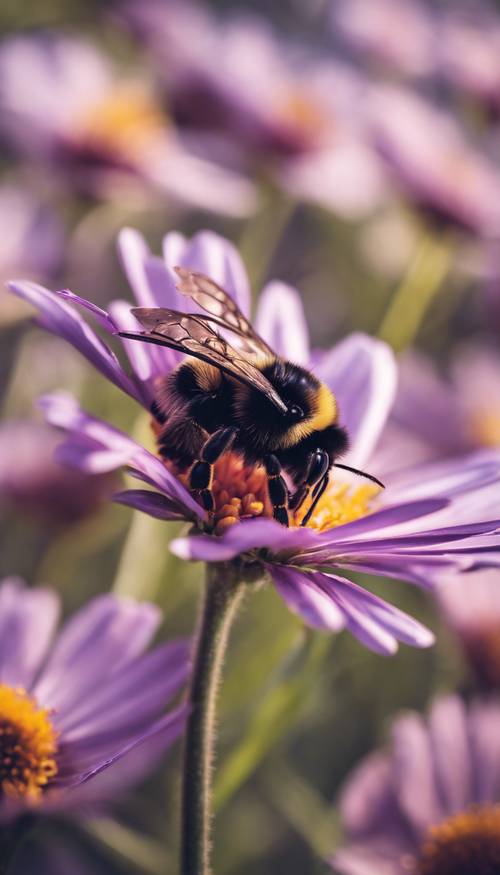Uma abelha empoleirada em uma margarida roxa, coletando néctar